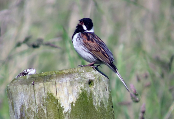 Reed Bunting by Simon Thompson